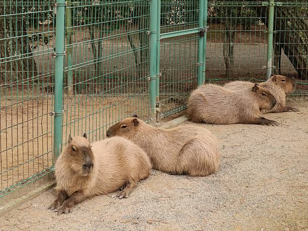 Four capybaras resting peacefully on sandy ground within a fenced enclosure, surrounded by trees and natural elements, creating a calm and serene wildlife atmosphere.