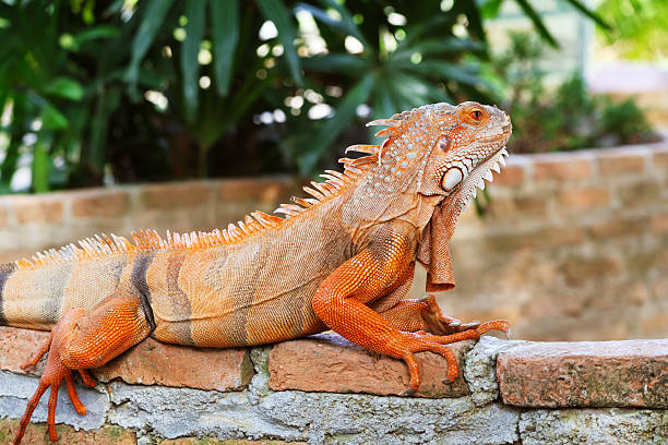 istock Amazing Gradient Orange Color and Pattern Green Iguana Relaxing in the backyard 2227719665