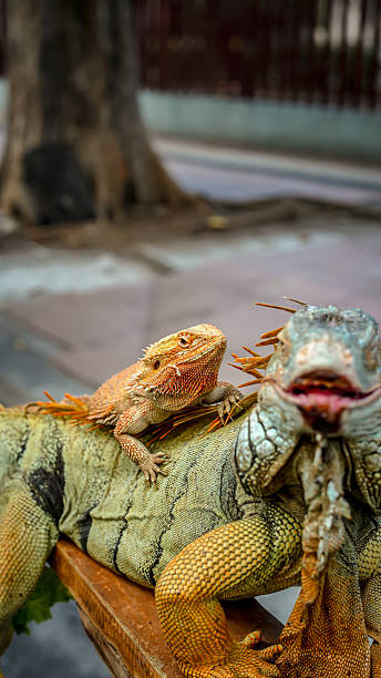 istock small iguana standing on top of large iguana 2227720961