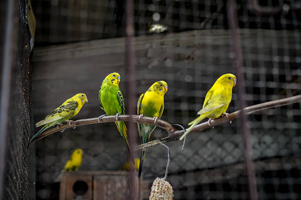 istock a group of parakeets birds yellow and green inside the cage 2227720970