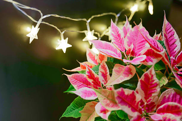Pink Poinsettia with Star String Lights