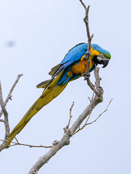 istock A yellow and blue macaw perched in a tree 2227723048