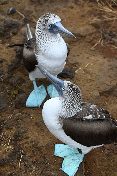 The blue-footed booby is an icon of the Galapagos Islands and shows little fear of humans. It is often seen at Punta Pitt on San Cristobal Island, Ecuador.