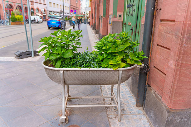 Planter filled with vibrant greenery positioned on a city sidewalk in Frankfurt, featuring colorful buildings and urban elements in the background.