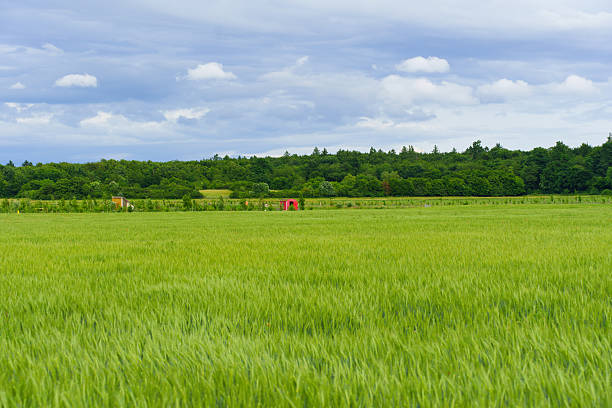 Expansive wheat field with vibrant green crops contrasting against a moody cloudy sky and distant trees, depicting the serene beauty of nature in Darmstadt.