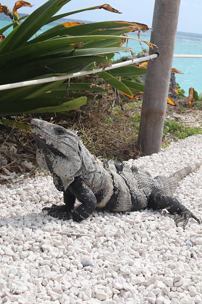 istock iguana at tulum archeological ruins 2227724786