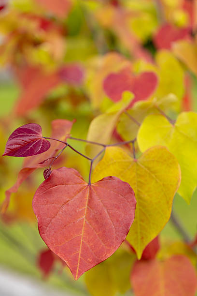 Eternal flame (Cercis canadensis), colorful leaf, yellow, green, orange, red. A tree as an ornament, decoration, summer garden. Heart-shaped leaves. Background for design or wallpaper