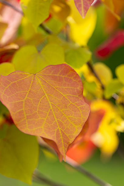 Eternal flame (Cercis canadensis), colorful leaf, yellow, green, orange, red. A tree as an ornament, decoration, summer garden. Heart-shaped leaves. Background for design or wallpaper