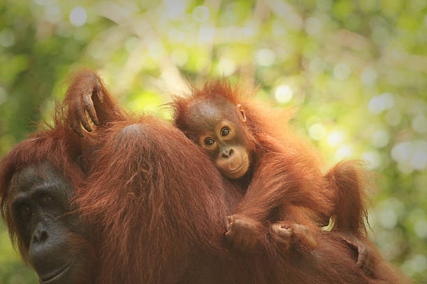 Orangutan baby with mother