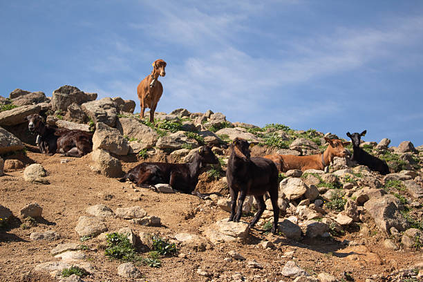 Typical Fuerteventura goats on the Fuerteventura Nature Trail GR 131 from Corralejo to Morro Jable in summer 2020.