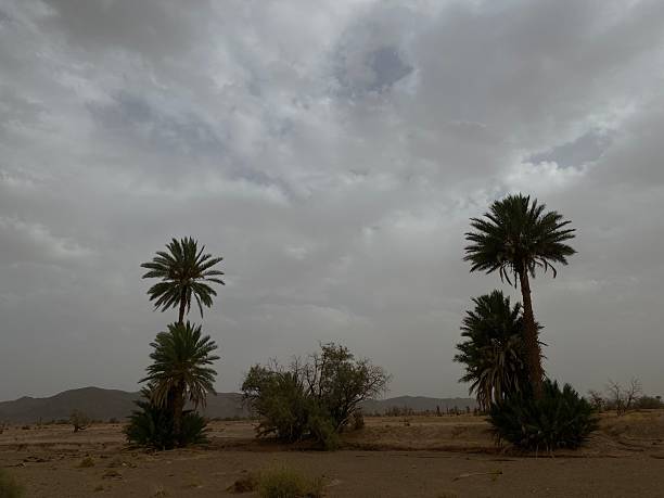A landscape of a desert area with desert trees in sides