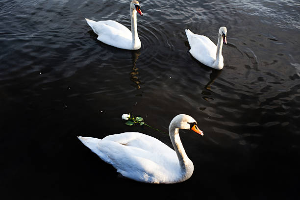 istock White swans swimming in dark water with a rose 2227732081