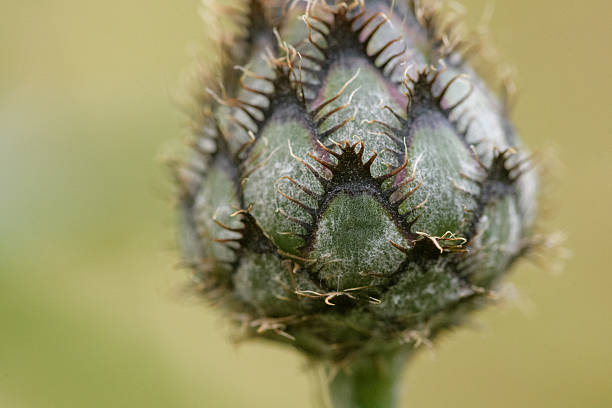 A close-up shot captures the intricate details of a green knapweed bud (Centaurea genus), showcasing its delicate structure and soft texture. The warm, natural light enhances the beauty of this botanical specimen, creating a peaceful and organic mood, perfect for nature or gardening-themed projects.