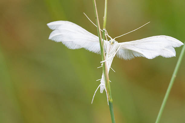 istock Close-up of a White Plume Moth (Pterophoridae) on Plant Stem 2227732546