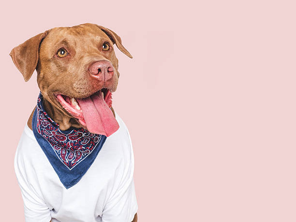 Cute dog, kerchief and white tank top. Dog smile. Close-up, indoors. Studio shot. Pet beauty and fashion. Pets care concept