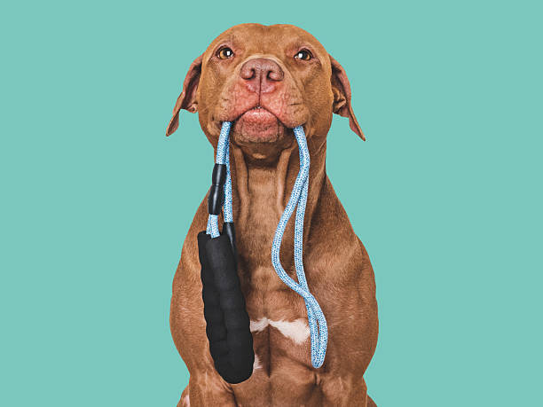 istock Lovable dog with a leash in his mouth 2227732627