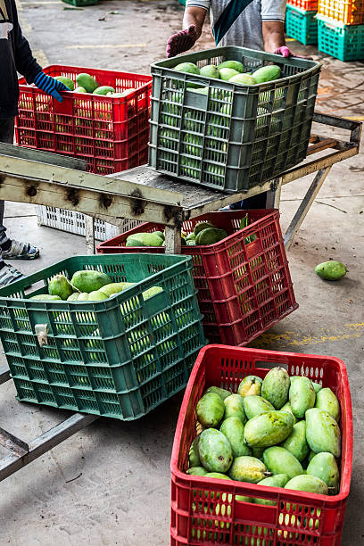 istock freshly harvested unripe green mango fruit in agriculture industry warehouse 2227732675