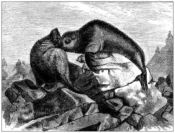 Antique magazine image: Fur Seals hunt, Pribylow (Pribilof) Islands