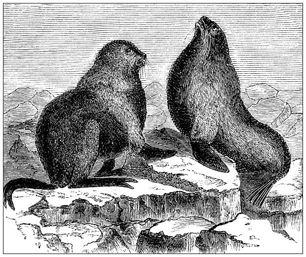 Antique magazine image: Fur Seals hunt, Pribylow (Pribilof) Islands
