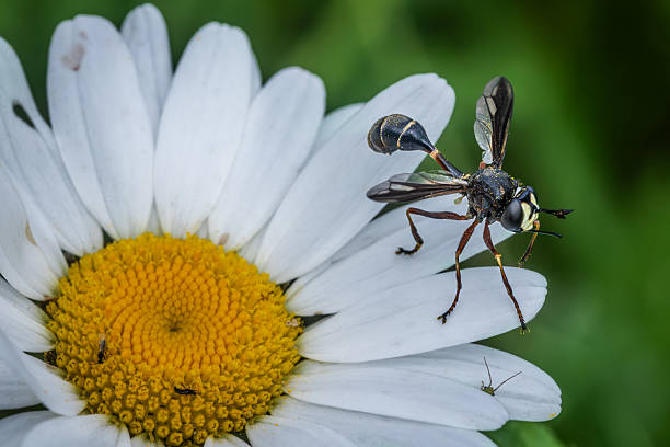A Physocephala furcillata in the Laurentian forest of Canada in spring.
