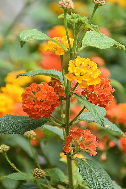 istock Lovely Lantana Flowers 2227733390