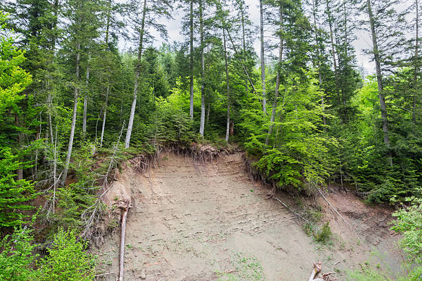 Small landslide on the forested mountain slope exposing the tree roots and layered structure of the rocks at overcast day