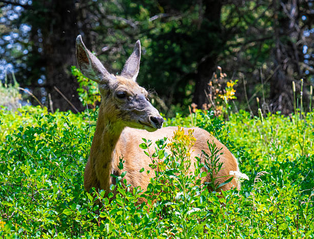 Female mule deer