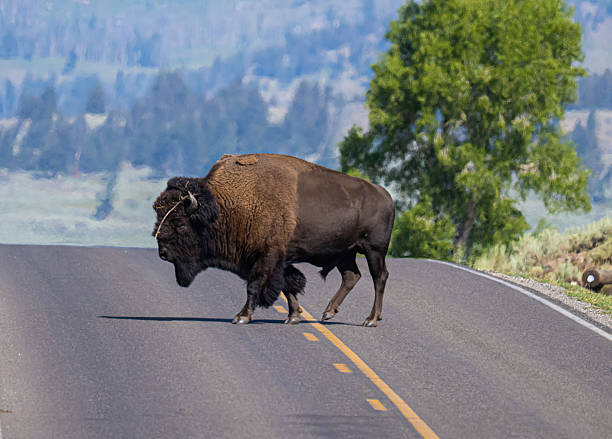 istock American bison crossing the road in Lamar Valley 2227734793