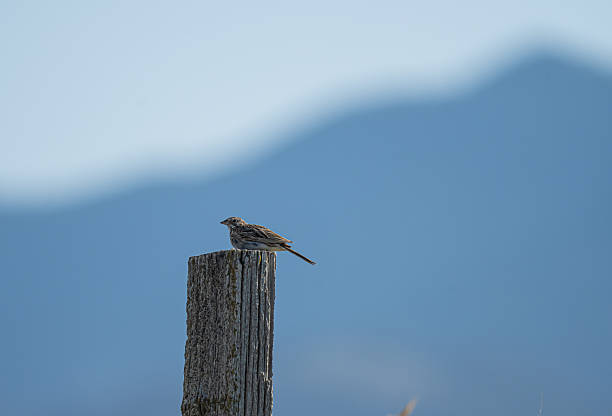 istock Vesper sparrow resting on a fence post 2227734897