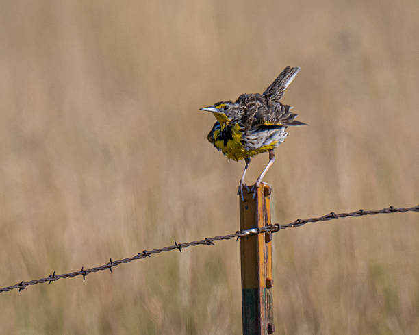 istock Western meadowlark on a fence post 2227734915