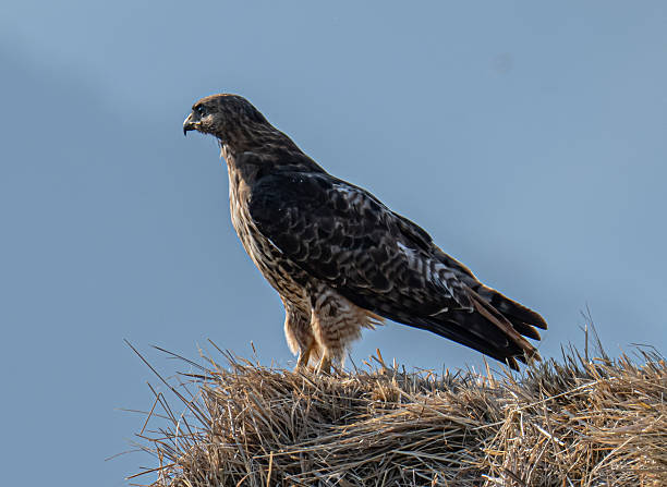 istock Red tailed hawk close up in Montana 2227734939