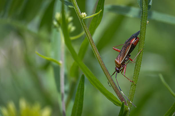 istock Rapid Plant Bug, (Adelphocoris rapidus), Capside du Bouleau, Miridae, Cimicomorpha, Hemiptera. 2227735459