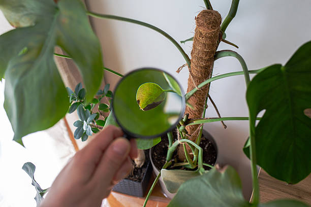 istock Inspecting Houseplant Leaf Damage with Magnifier 2227736290