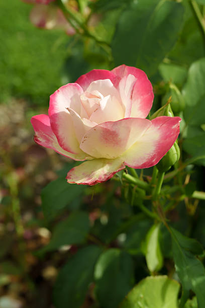 istock Pink and White Rose Close-up 2227736752