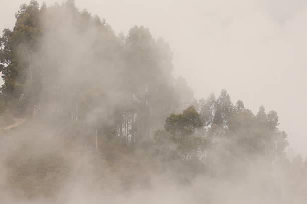 istock Trees in the clouds in Peneda Geres national park 2227739153