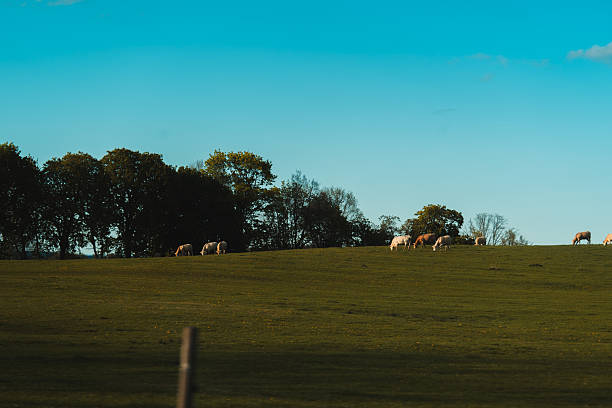 istock a gently rolling green hill under a clear, bright blue sky with only a few wispy clouds 2227739279