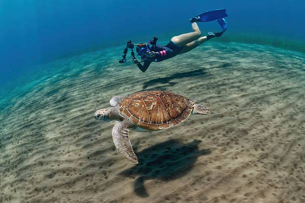 Green sea turtle (Chelonia mydas) and free diver (Gran Canaria Island - Spain) Atlantic Ocean.