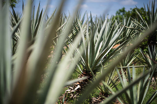 Spiky green henequen leaves dominate the frame, their rigid texture and pointed tips highlighted by natural daylight.