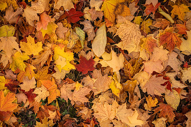 Colorful Autumn Leaves on the Forest Floor