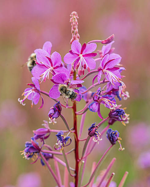 Bumblebee's Purple Pollen Party is in full swing on the Kenai Peninsula, Alaska, United States. The bee is covered in pollen as it feasts on the purple flowers.