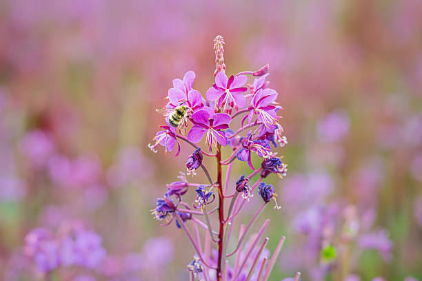 A bee gathers nectar from a vibrant fireweed blossom in Seward, Alaska. The insect is seen amidst the pink petals, contributing to the pollination of these wildflowers.