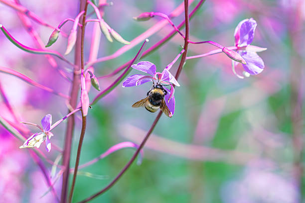 Bumblebee's Purple Flower Feast: A bumblebee is seen enjoying the nectar of a purple flower, showcasing the vital role these insects play in pollination.