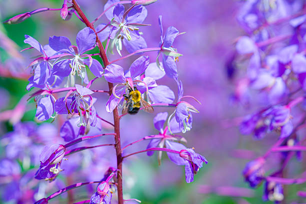 istock Bee's Purple Flower Feast 2227743457