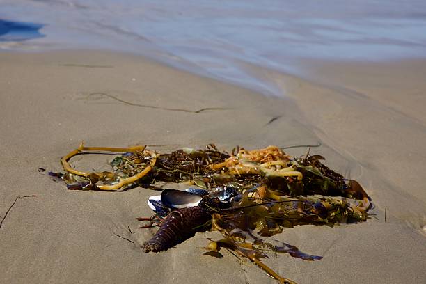 istock Kelp, seaweed, lobster and clams washed ashore 2227744838