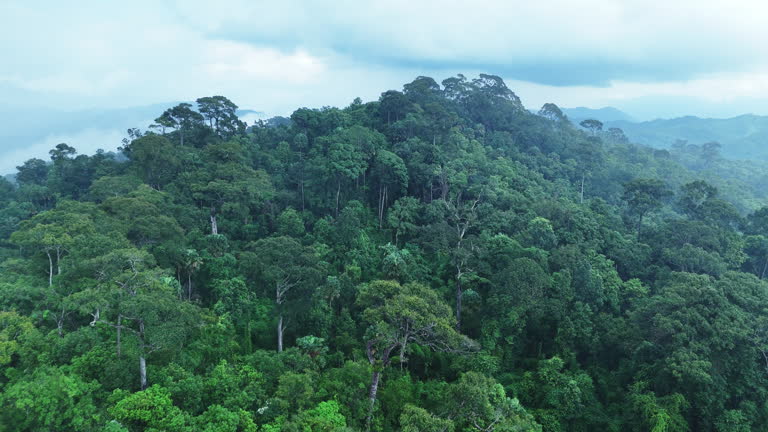 Aerial drone view of lush tropical rainforest and misty mountain landscape with dense green jungle, drifting clouds and fog in a remote and pristine natural environment.