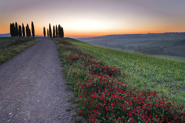Colorful dawn over the San Quirico d'Orcia cypresses upper, second group on a hillock on the divide between the Val d'Orcia and Ombrone valleys, forming a circle crossed by a dirt road. Tuscany-Italy.