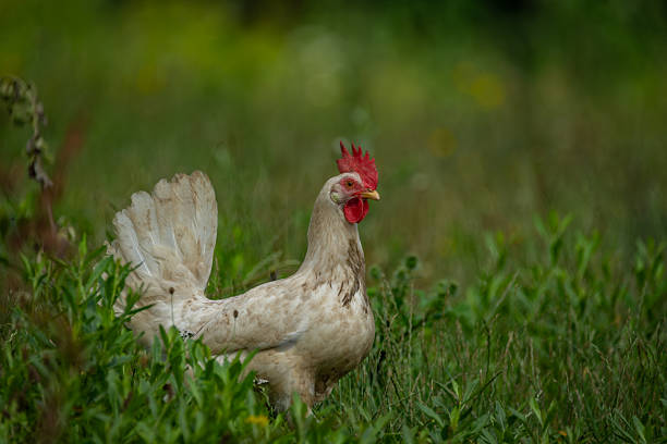 Free range white chicken leghorn breed in summer garden