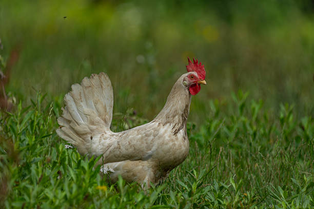 Hens in green grass in hot sunny summer fresh day