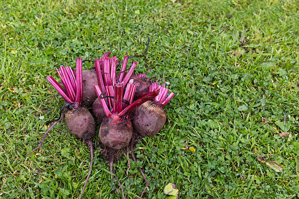 Bunch of fresh beetroots with trimmed stems lying on green grass. Concept of organic gardening, healthy eating, seasonal produce, and homegrown vegetables. Copy space on right side