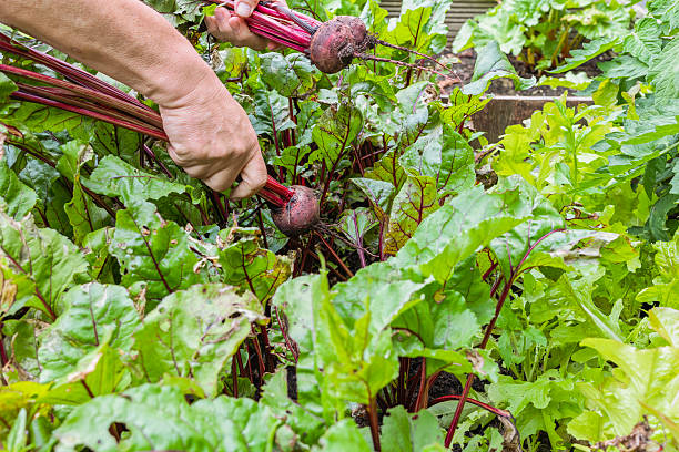 istock Man Harvesting Beetroot from Raised Garden Bed in Summer Vegetable Garden 2227746978